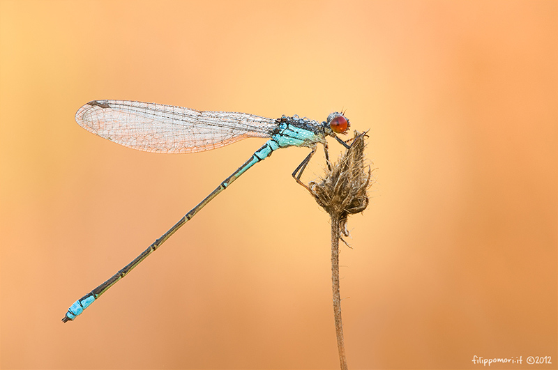 Damigella da identificare: Erythromma viridulum